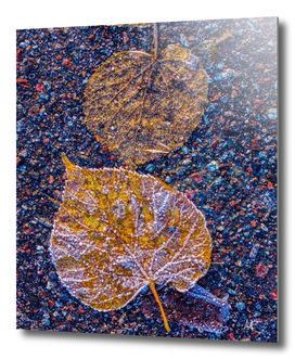 Frosty autumn leaves