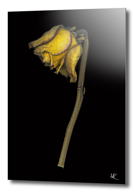 Scanned yellow dried rose
