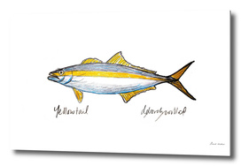 Yellowtail Fish Drawing