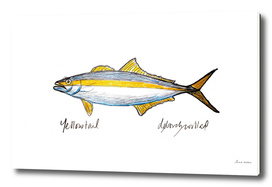 Yellowtail Fish Drawing