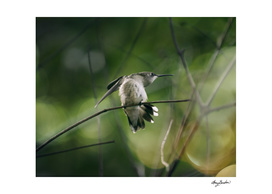 the last hummingbird of the season