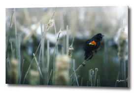 red wing blackbird serenades in the swamp