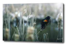 red wing blackbird serenades in the swamp