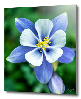 Mariposa Lilly Purplish Blue White Petals