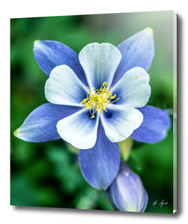 Mariposa Lilly Purplish Blue White Petals