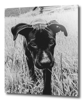 Black Lab in the Wheat Field Black and White Filter