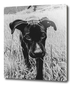 Black Lab in the Wheat Field Black and White Filter