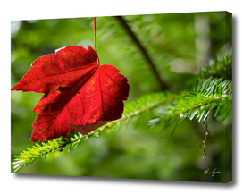 High Resolution Photo Red Leaf on a Pine Tree