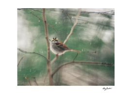 white throated sparrow in snow storm