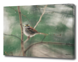 white throated sparrow in snow storm