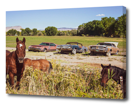 Three Rusty Cars and Horses on a Country Farm