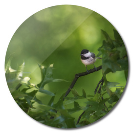 young chickadee learning to hunt