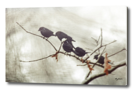 family of blackbirds