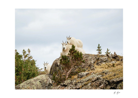 Colorado Wildlife Mountain Goats Lounging on a Rock