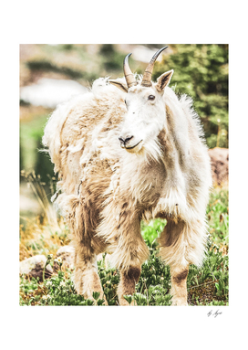 Yosemite National Park Wild Goat