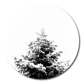 Minimal fir tree portrait