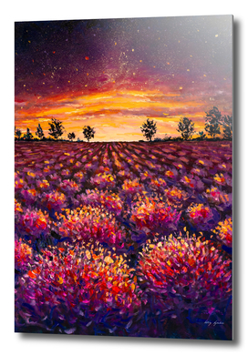 Lavender field flowers at sunset