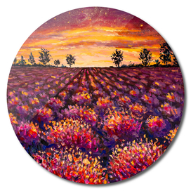 Lavender field flowers at sunset
