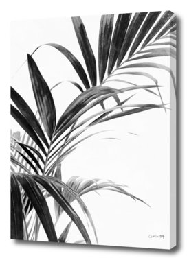 Palm Leaves Black and White 03