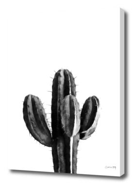 Cactus Black and White 03