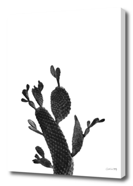 Cactus Black and White 02
