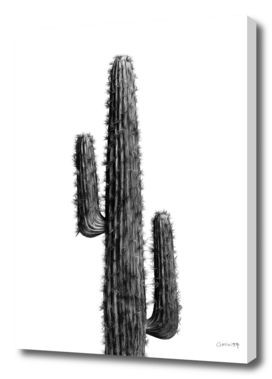 Cactus Black and White 01