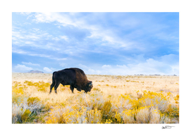 The Great American Bison
