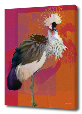 Crowned Crane with a lush plume