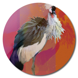 Crowned Crane with a lush plume