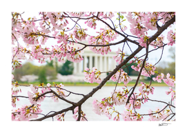 Jefferson through the Blossoms