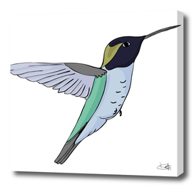 Hummingbird bird.