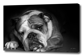 black and white portrait  sad philosopher english bulldog