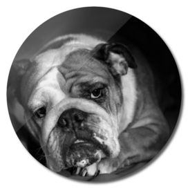 black and white portrait  sad philosopher english bulldog