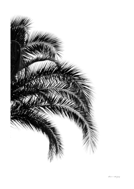 Bohemian Palm Leaves #1 #tropical #decor #art