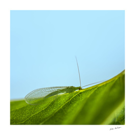green lacewing