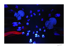 mastigias jellyfish