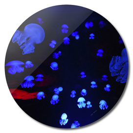 mastigias jellyfish