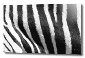 Mountain Zebra skin Pattern 1858