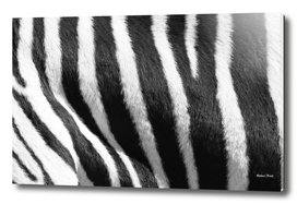 Mountain Zebra skin Pattern 1858