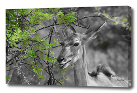 Kudu Female 3404 CK