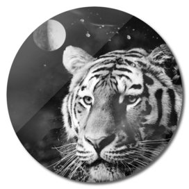 Tiger from the univers black