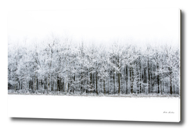Winter Forest Landscape