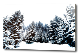 Snowy Winter Forest