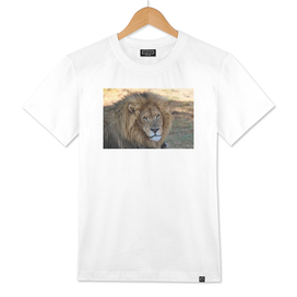 Lion Male 2116