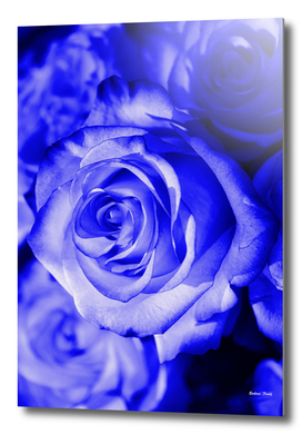 Rose blue