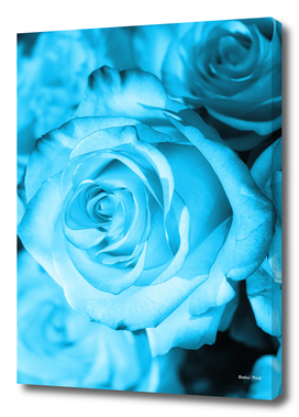 Rose light blue