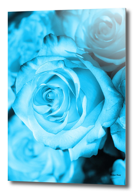 Rose light blue
