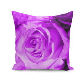 Rose purple