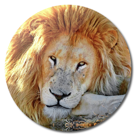 Lion Portrait digiart 919