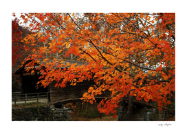 Fall Colors At Humpback Bridge